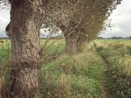 Wandelpad aan het begin van de Gentbrugse Meersen